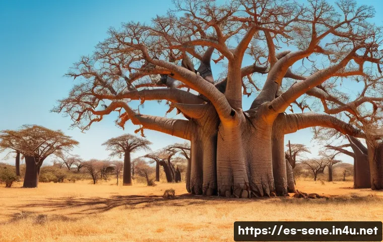 세네갈의 특산물 관련 이미지 1